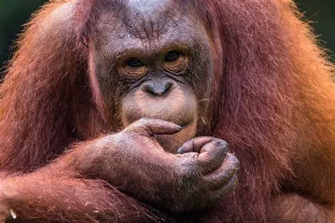 Orangutan